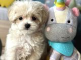 Maltipoo Mini Boy Kıvırcık Yavrulr