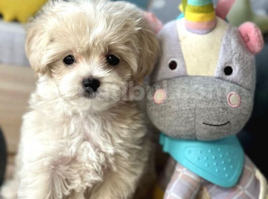 Maltipoo Mini Boy Kıvırcık Yavrulr görsel