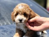 Show Kalite Maltipoo Yavrular