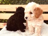 Baby Face Tuvalet Eği̇ti̇mli̇ Safkan Orji̇nal Toy Poodle Yavrular