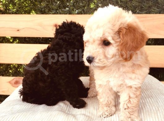 Baby Face Tuvalet Eği̇ti̇mli̇ Safkan Orji̇nal Toy Poodle Yavrular görsel