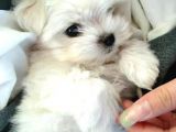 0 Numara Maltese Terrier Yavrularımız