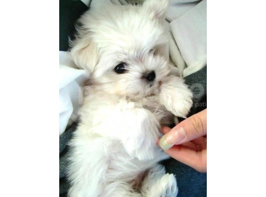 0 Numara Maltese Terrier Yavrularımız görsel