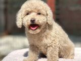 Mi̇ni̇ Boy Orji̇nal Poodle Yavrular