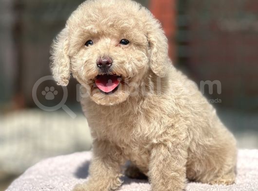 Mi̇ni̇ Boy Orji̇nal Poodle Yavrular görsel