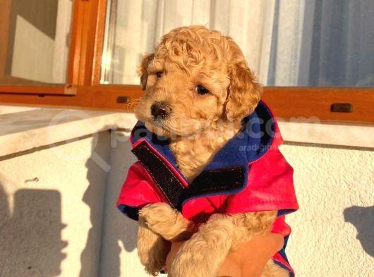 Sağlık Ve Ömür Boyu Irk Garantili Poodle Yavrularımız görsel