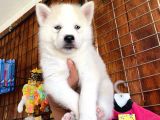 Husky Si̇bi̇rya Kurdu Safkan Üst Kali̇te Bebekler
