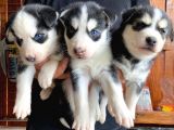 Husky Si̇bi̇rya Kurdu Safkan Üst Kali̇te Bebekler