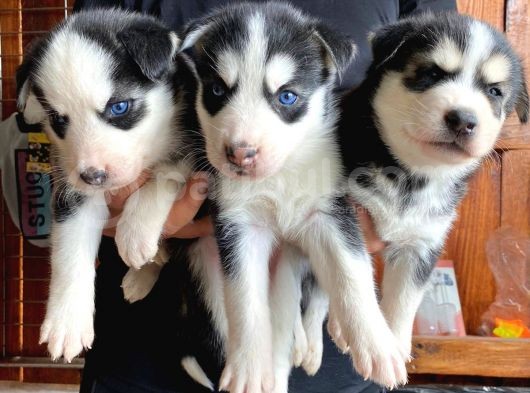 Husky Si̇bi̇rya Kurdu Safkan Üst Kali̇te Bebekler görsel