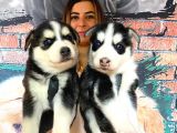 Husky Si̇bi̇rya Kurdu Safkan Üst Kali̇te Bebekler