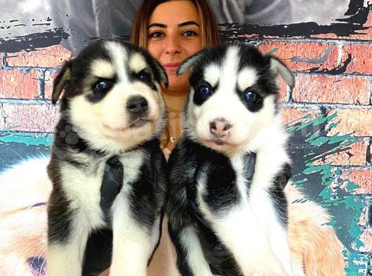 Husky Si̇bi̇rya Kurdu Safkan Üst Kali̇te Bebekler görsel
