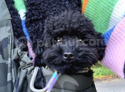 Sahi̇bi̇nden 5 Aylik Toypoodle görsel