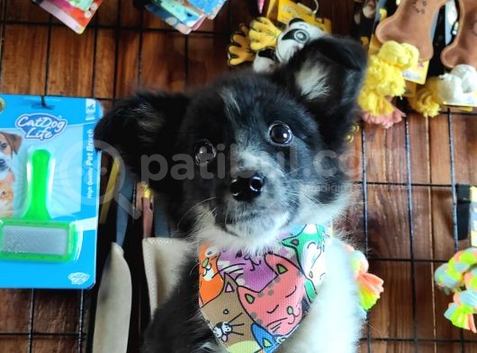 Border Colli̇e A Kali̇te Bebekler