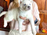 Husky Si̇bi̇rya Kurdu Safkan Üst Kali̇te Bebekler