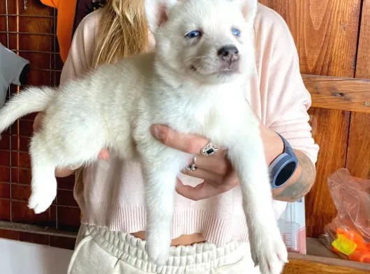 Husky Si̇bi̇rya Kurdu Safkan Üst Kali̇te Bebekler görsel