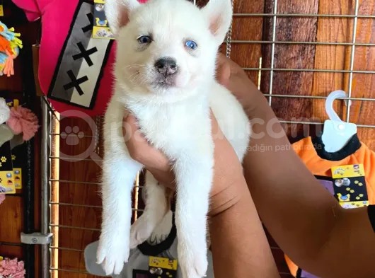 Husky Si̇bi̇rya Kurdu Safkan Üst Kali̇te Bebekler görsel