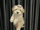 Dizayn Irk Maltipoo Kıvırcık Yavrular