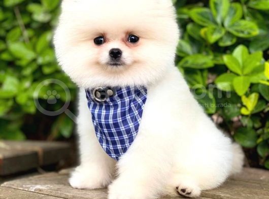Pomeranian Boo Teddy Face Dişi Yavrumuz görsel