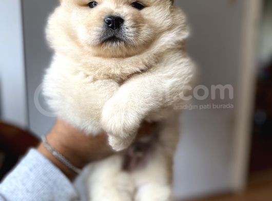 Chow Chow Yavrumuz Hazır görsel