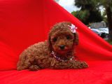 Orji̇nal Toy Poddle Yavrular