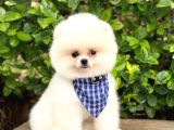 Pomeranian Boo Teddy Face Dişi Yavrumuz