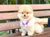 Pomeranian Boo Teddy Face Erkek Yavrumuz