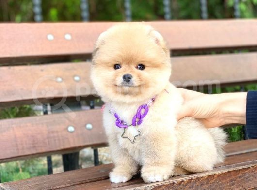 Pomeranian Boo Teddy Face Erkek Yavrumuz