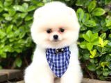 Pomeranian Boo Teddy Face Dişi Yavrumuz