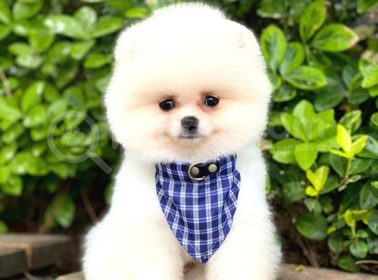 Pomeranian Boo Teddy Face Dişi Yavrumuz
