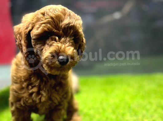 Poodle görsel