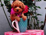 Red Brown Garantili Secereli Anne Babadan Poodle Toy