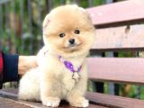 Pomeranian Boo Teddy Face Erkek Yavrumuz