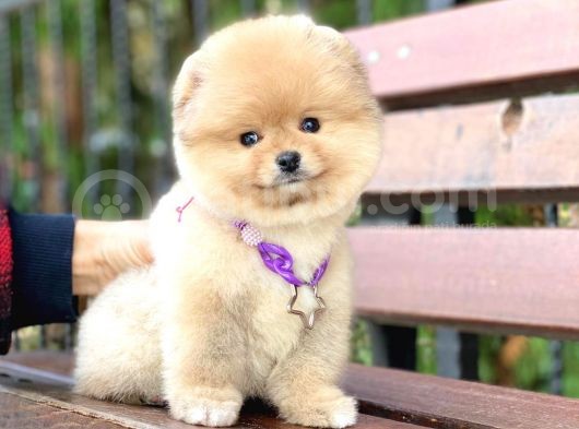 Pomeranian Boo Teddy Face Erkek Yavrumuz görsel