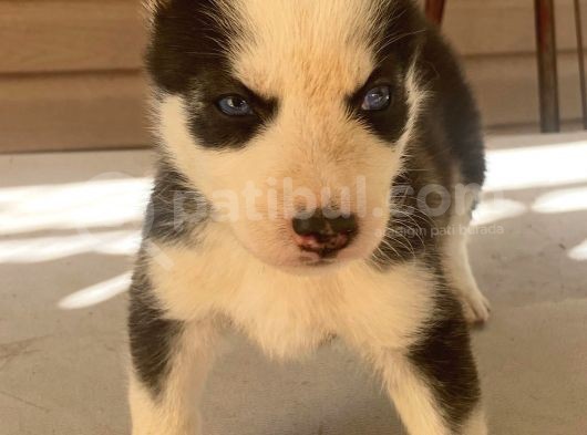 Husky Yavrular
