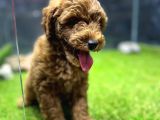 Poodle