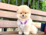 Pomeranian Boo Teddy Face Erkek Yavrumuz