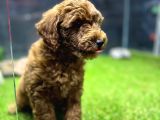 Poodle