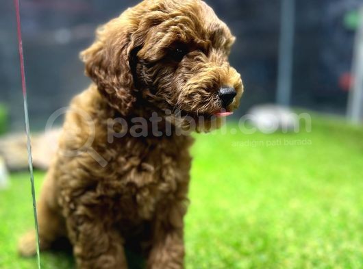Poodle görsel