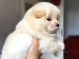 Chow Chow Yavrumuz Hazır