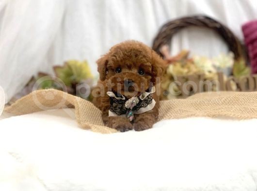 Safkan Red Toy Poodle Yavrular görsel