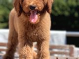 Dev Poodle Standart Boy Yavrular Her Renk Mevcut
