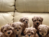 Kore Kanı Maltipoo Anne Baba 2 Kg Özel Yavrular