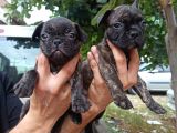 French Bulldog Yavrular