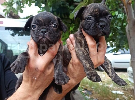 French Bulldog Yavrular görsel