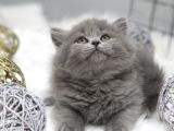 Safkan Bri̇tti̇sh Longhair