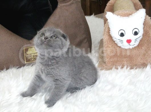 Scottish Fold Bebek görsel