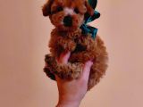Red Brown Garantili Secereli Anne Babadan Poodle Toy