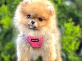Safkan Pomeranian Boo Yavrular