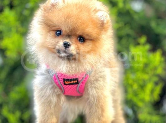 Safkan Pomeranian Boo Yavrular görsel