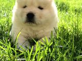 Chow Chow Yavrumuz Hazır